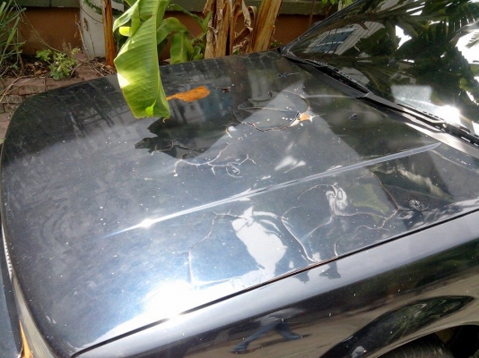 ขายแล้ว