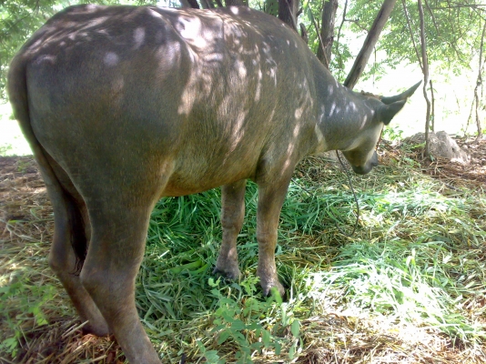 ขายเจ้าขวัญหน่อยครับ *** ด่วนครับ ***