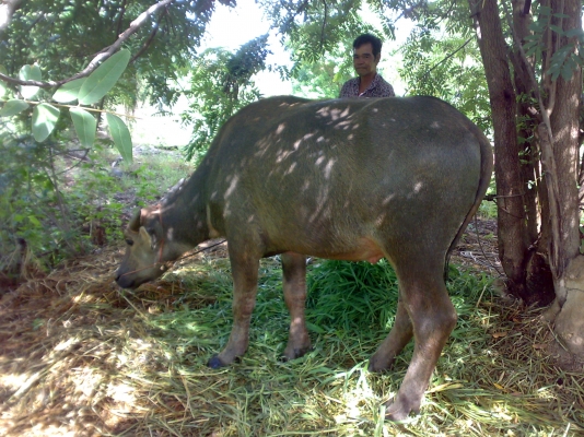 ขายเจ้าขวัญหน่อยครับ *** ด่วนครับ ***