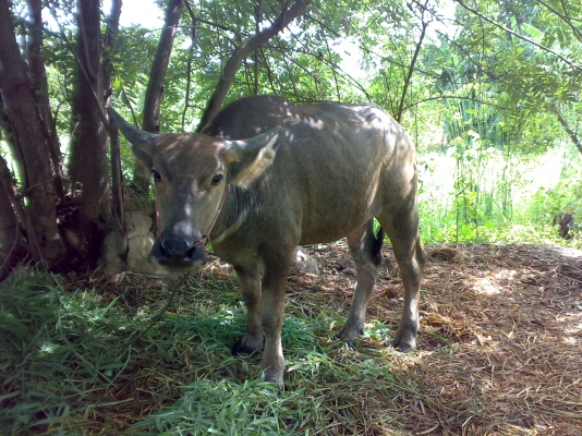 ขายเจ้าขวัญหน่อยครับ *** ด่วนครับ ***