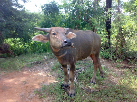 ขายเจ้าขวัญหน่อยครับ *** ด่วนครับ ***