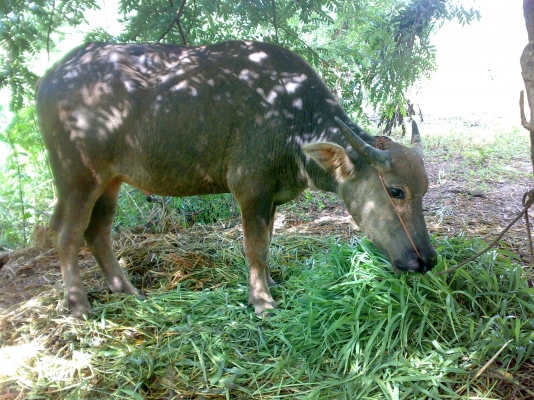 ขายเจ้าขวัญหน่อยครับ *** ด่วนครับ ***