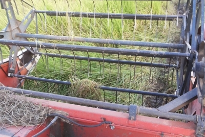 **275,000 บ.ต่อรอง**คันที่1!!!ขายรถเกี่ยวแบบรองกระสอบ KUBOTA DC60 เครื่องเดิมปั้มเดิม 60แรง แน่นดีแรง ปากเกี่ยวสภาพดี ชั่วโมงทำงาน3,9xx ชม. ช่องระบายข้าว2ช่อง ช่วงล่าง70-80\% ทำงานดีคล่องตัวเลี้ยวง่าย รถใช้งานอยู่ปกติ สีสันดี ซื้อไปทำงานได้เลย พร้อมใช้พร้อ **275,000 บ.ต่อรอง**คันที่1!!!ขายรถเกี่ยวแบบรองกระสอบ KUBOTA DC60 เครื่องเดิมปั้มเดิม 60แรง แน่นดีแรง ปากเกี่ยวสภาพดี ชั่วโมงทำงาน3,9xx ชม. ช่องระบายข้าว2ช่อง ช่วงล่าง70-80\% ทำงานดีคล่องตัวเลี้ยวง่าย รถใช้งานอยู่ปกติ สีสันดี ซื้อไปทำงานได้เลย พร้อมใช้พร้อ