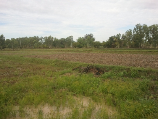 ขายที่ดินปล่าวอยู่ติถนนใหญ่สายอุดร-สกล ขายที่ดินปล่าวอยู่ติถนนใหญ่สายอุดร-สกล