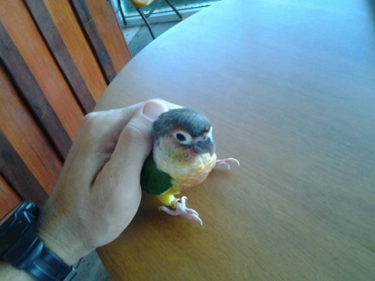 เยลโล่ไซด์ กรีนชิคคอนัวร์ เยลโล่ไซด์ กรีนชิคคอนัวร์