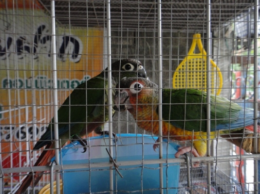 เยลโล่ไซด์ กรีนชิคคอนัวร์ เยลโล่ไซด์ กรีนชิคคอนัวร์