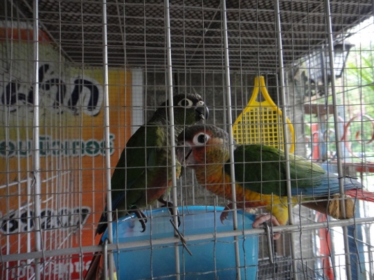 เยลโล่ไซด์ กรีนชิคคอนัวร์ เยลโล่ไซด์ กรีนชิคคอนัวร์