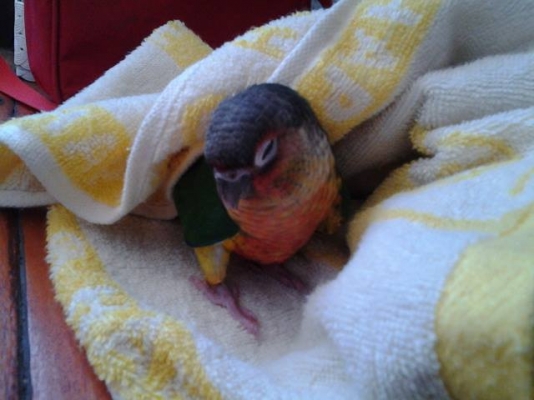 เยลโล่ไซด์ กรีนชิคคอนัวร์ เยลโล่ไซด์ กรีนชิคคอนัวร์