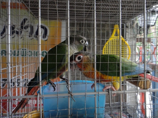 เยลโล่ไซด์ กรีนชิคคอนัวร์