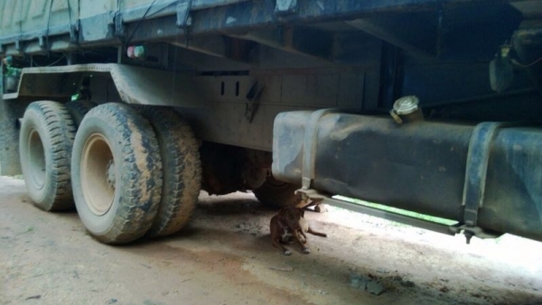 รถอีซูซุ 10 ล้อดั้ม FXZ 240 แรงม้า. ปี 39 ( นางฟ้าแท้ ) , ( มีขาย 2 คัน. ) สนใจติดต่อ 081 - 6079515 รถอีซูซุ 10 ล้อดั้ม FXZ 240 แรงม้า. ปี 39 ( นางฟ้าแท้ ) , ( มีขาย 2 คัน. ) สนใจติดต่อ 081 - 6079515