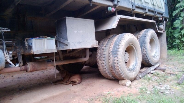 รถอีซูซุ 10 ล้อดั้ม FXZ 240 แรงม้า. ปี 39 ( นางฟ้าแท้ ) , ( มีขาย 2 คัน. ) สนใจติดต่อ 081 - 6079515 รถอีซูซุ 10 ล้อดั้ม FXZ 240 แรงม้า. ปี 39 ( นางฟ้าแท้ ) , ( มีขาย 2 คัน. ) สนใจติดต่อ 081 - 6079515