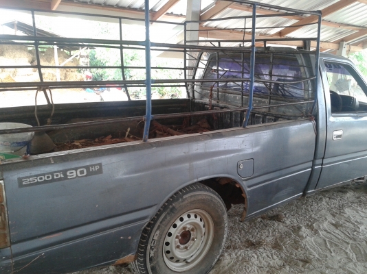 ขายมังกรทองราคาถูกตามสภาพ