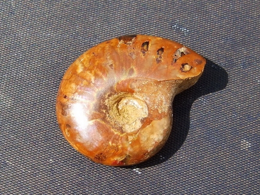 ฟอสซิลหอย