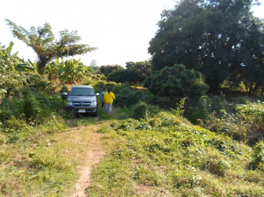 ขายที่ดินสวนลำใย8ไร่2งาน50ต.ร.ว. 950,000บาท อยู่ ต.บ้านโฮ่ง