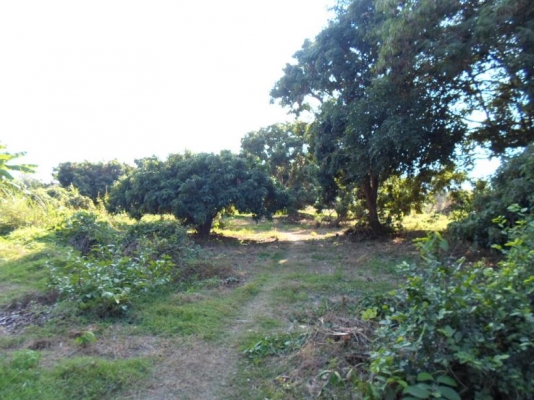 ขายที่ดินสวนลำใย8ไร่2งาน50ต.ร.ว. 950,000บาท อยู่ ต.บ้านโฮ่ง