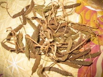 ขายสมุนไพรปอกะบิด