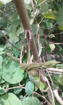 ขายสมุนไพรปอกะบิด