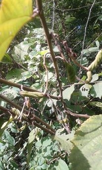 ขายสมุนไพรปอกะบิด