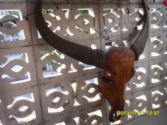 ขายหัวควาย ทรงสวย อายุเยอะ ขายหัวควาย ทรงสวย อายุเยอะ