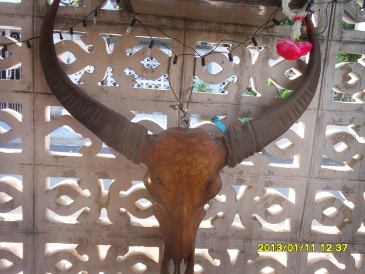 ขายหัวควาย ทรงสวย อายุเยอะ