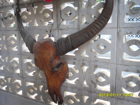 ขายหัวควาย ทรงสวย อายุเยอะ ขายหัวควาย ทรงสวย อายุเยอะ