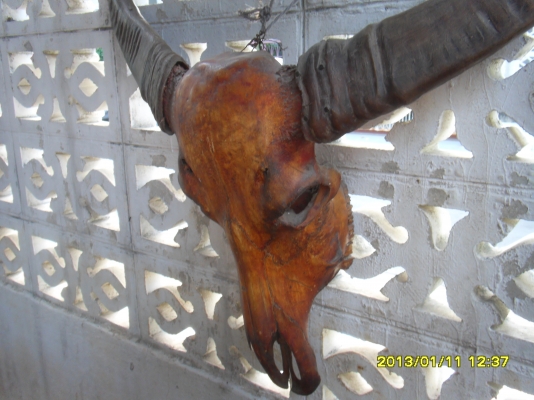 ขายหัวควาย ทรงสวย อายุเยอะ ขายหัวควาย ทรงสวย อายุเยอะ