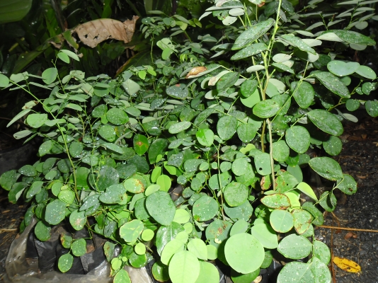 ฃายต้นพยุง มีจำนวนนมาก ขนาด ความสูง 30 ซม.