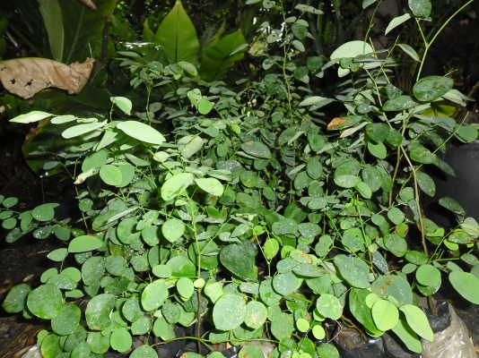 ฃายต้นพยุง มีจำนวนนมาก ขนาด ความสูง 30 ซม.