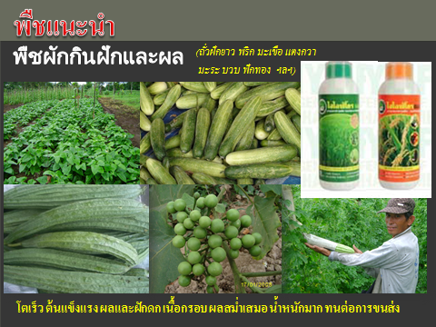 ปุ๋ยมูลค้างคาว ช่วยเพิ่มผลผลิต 3 เท่า ยืนยันแล้วจากผู้ใช้จริง ปุ๋ยมูลค้างคาว ช่วยเพิ่มผลผลิต 3 เท่า ยืนยันแล้วจากผู้ใช้จริง