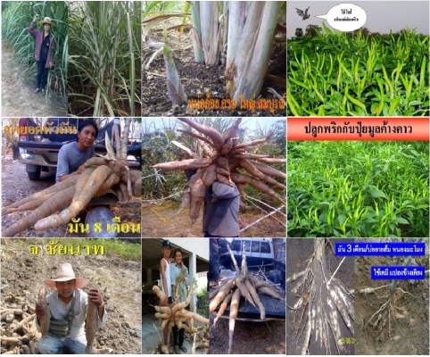 ปุ๋ยมูลค้างคาว ช่วยเพิ่มผลผลิต 3 เท่า ยืนยันแล้วจากผู้ใช้จริง ปุ๋ยมูลค้างคาว ช่วยเพิ่มผลผลิต 3 เท่า ยืนยันแล้วจากผู้ใช้จริง