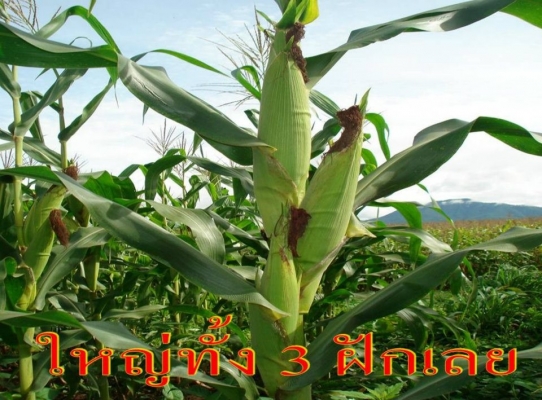 ปุ๋ยมูลค้างคาว ช่วยเพิ่มผลผลิต 3 เท่า ยืนยันแล้วจากผู้ใช้จริง ปุ๋ยมูลค้างคาว ช่วยเพิ่มผลผลิต 3 เท่า ยืนยันแล้วจากผู้ใช้จริง