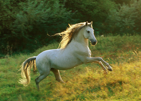 เม็ดตำแย