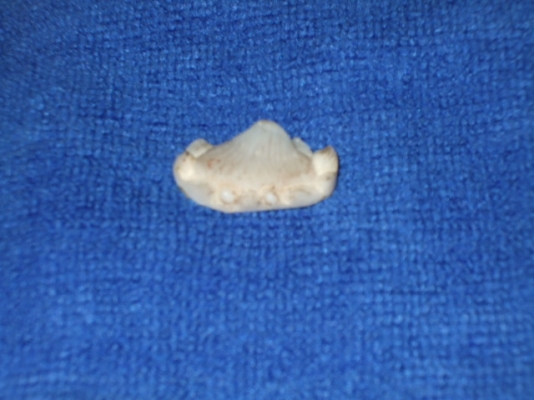 หนามปลา กระเบน (คตกระเบน)