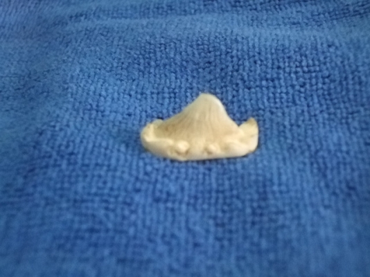 หนามปลา กระเบน (คตกระเบน)