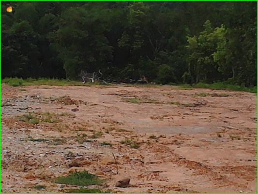 ขาย..ที่ดินที่อุทัยธานี42ไร่กว่าๆ..ติดถนนใหญ่