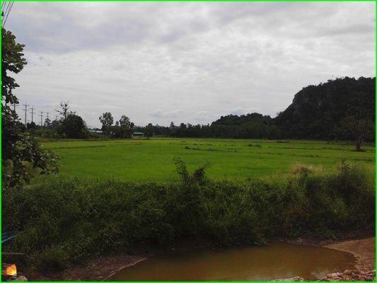 ขาย..ที่ดินที่อุทัยธานี42ไร่กว่าๆ..ติดถนนใหญ่