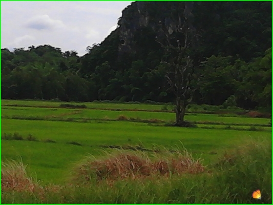 ขาย..ที่ดินที่อุทัยธานี42ไร่กว่าๆ..ติดถนนใหญ่