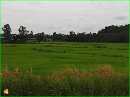 ขาย..ที่ดินที่อุทัยธานี42ไร่กว่าๆ..ติดถนนใหญ่