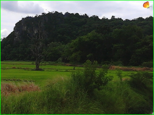 ขาย..ที่ดินที่อุทัยธานี42ไร่กว่าๆ..ติดถนนใหญ่