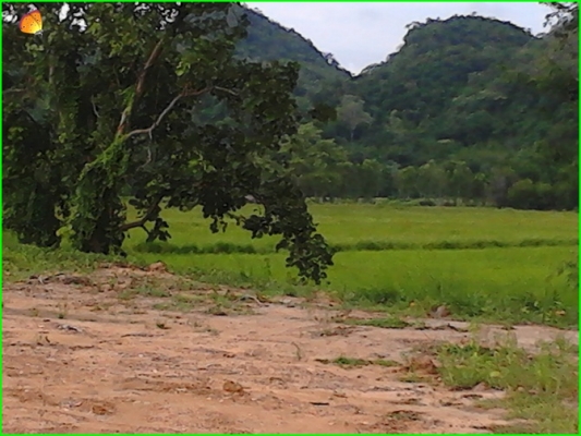 ขาย..ที่ดินที่อุทัยธานี42ไร่กว่าๆ..ติดถนนใหญ่