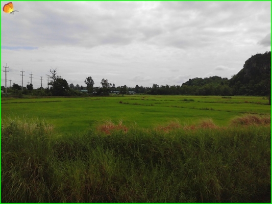 ขาย..ที่ดินที่อุทัยธานี42ไร่กว่าๆ..ติดถนนใหญ่