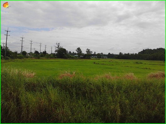 ขาย..ที่ดินที่อุทัยธานี42ไร่กว่าๆ..ติดถนนใหญ่