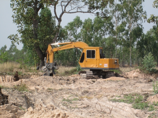 ขายโคมัสสุ 60-1 ขายโคมัสสุ 60-1