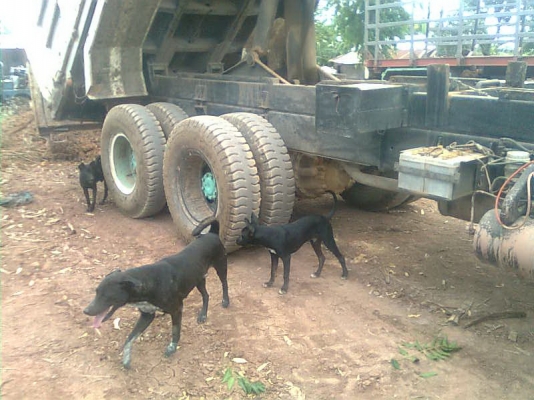 ขายไอ้หลงโบว์TF 220แรงแม่ลูก สองเพลาดั๊ม1280000เอาไปเลย