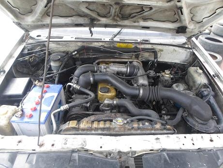 ขายดราก้อนตัดสดราคาถูก ขายดราก้อนตัดสดราคาถูก