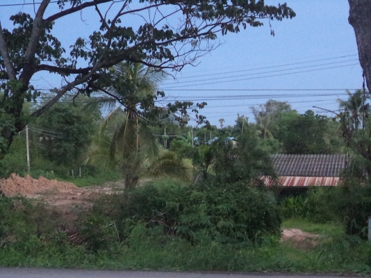 ขายที่ดินสวยมากติดถนนดำชัยนาท-วัดสิงห์ ขายที่ดินสวยมากติดถนนดำชัยนาท-วัดสิงห์