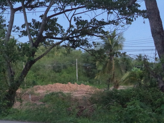 ขายที่ดินสวยมากติดถนนดำชัยนาท-วัดสิงห์ ขายที่ดินสวยมากติดถนนดำชัยนาท-วัดสิงห์