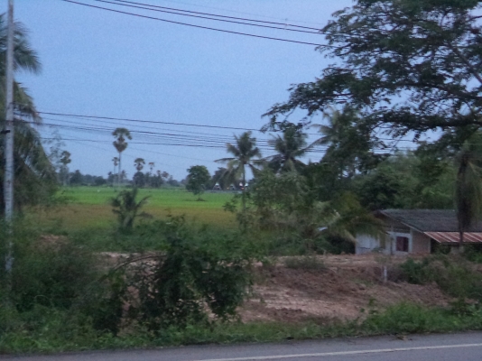 ขายที่ดินสวยมากติดถนนดำชัยนาท-วัดสิงห์ ขายที่ดินสวยมากติดถนนดำชัยนาท-วัดสิงห์