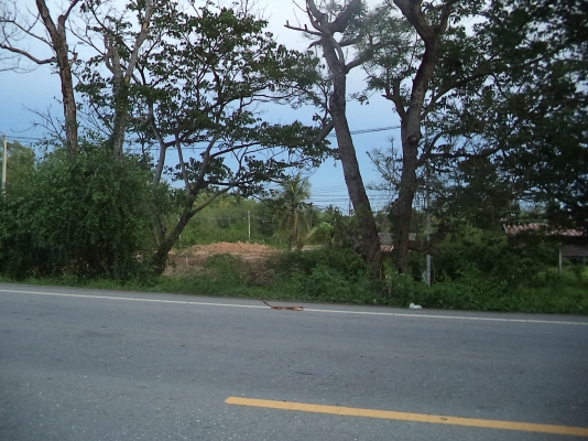 ขายที่ดินสวยมากติดถนนดำชัยนาท-วัดสิงห์ ขายที่ดินสวยมากติดถนนดำชัยนาท-วัดสิงห์