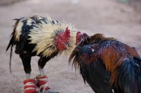 อยากขายไก่ชน คลิก www.kaifight.com  ขายฟรี คนรอซื้อเพียบ